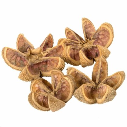 KARTUSH KWIATY NATURALNE 4szt